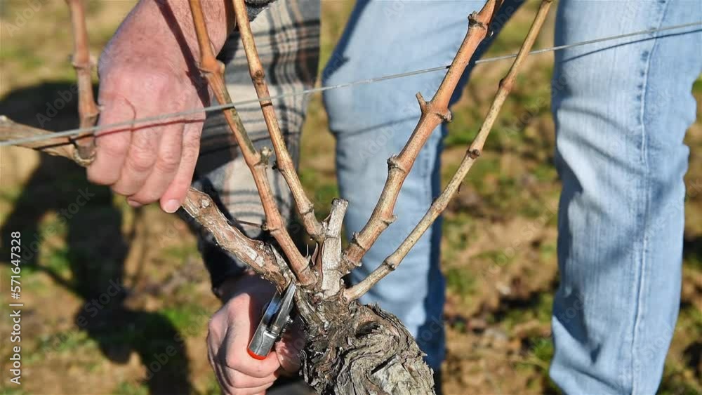 Winegrower pruning the vineyard with professional steel scissors. Traditional agriculture. Winter pruning, Guyot method. Footage. Winegrower pruning the vineyard with professional steel scissors. Traditional agriculture. Winter pruning, Guyot method. Footage.
