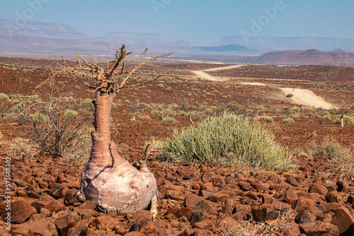 Arbre à bouteille, sur la route vers le Brandberg - Namibie photo