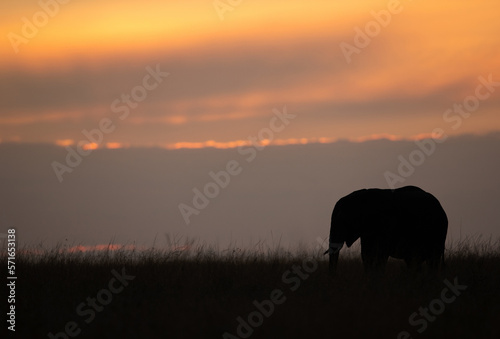 An African elephant grazing during sunset, Masai Mara, Kenya