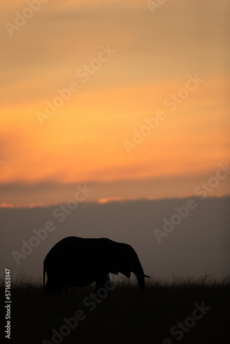 Silhouette of African elephant during sunset, Masai Mara, Kenya © Dr Ajay Kumar Singh