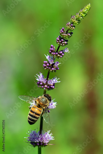 bee on a flower © Ertugrul Duman