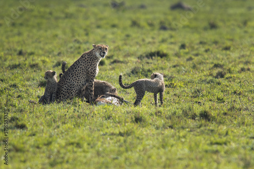 Cheetah with cubs feeding on kill at Masai Mara, Kenya