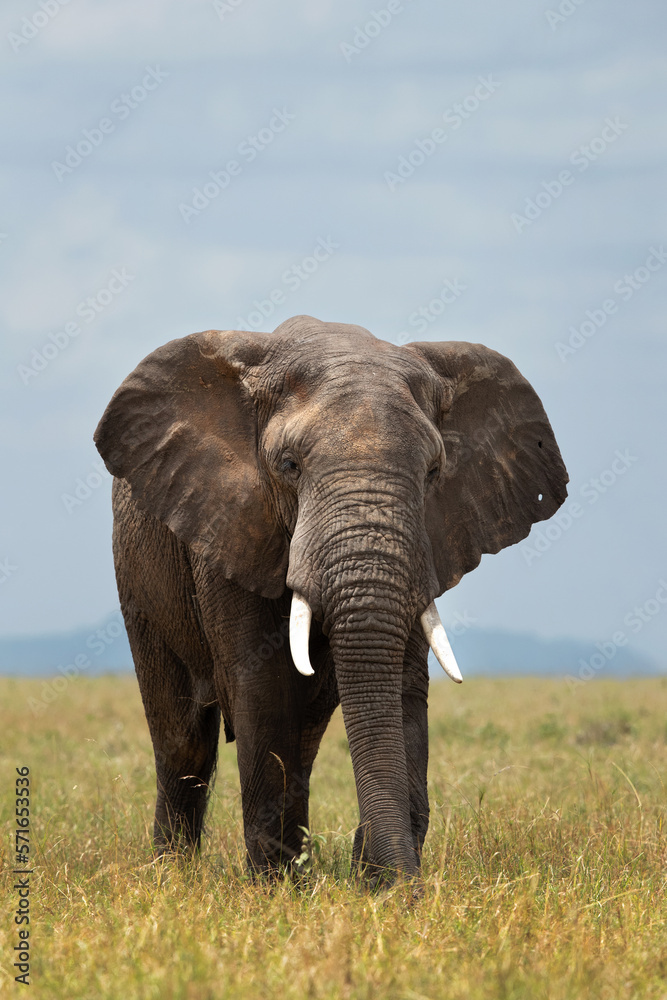 Fototapeta premium A majestic African elephant grazing in Savannah, Masai Mara