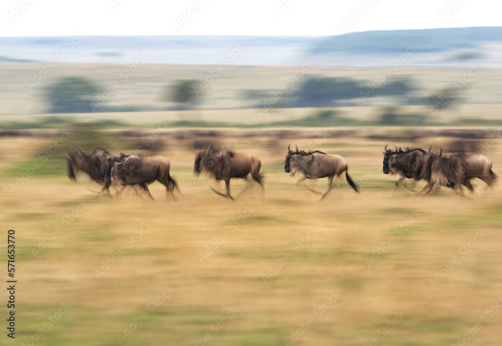 A panning shot taken of wildebeests running at Masai mara, Kenya A panning shot taken of wildebeests running at Masai mara, Kenya