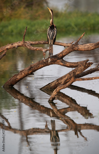 Darter perched on a dry tree and reflecton on water at Keoladeo Ghana National Park, Bharatpur, India