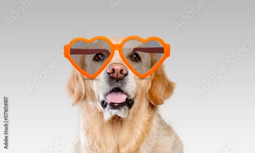 Cute young smart dog pet with sun glass © BillionPhotos.com