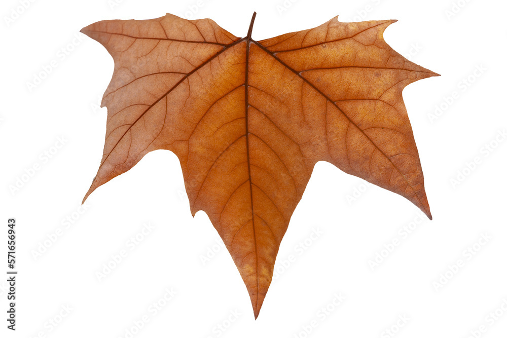 Maple Leaf Maple Leaf