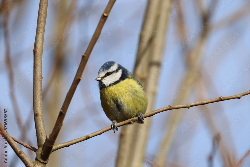 Blue Tit (Cyanistes caeruleas) Chilling on a twig Blue Tit (Cyanistes caeruleas) Chilling on a twig