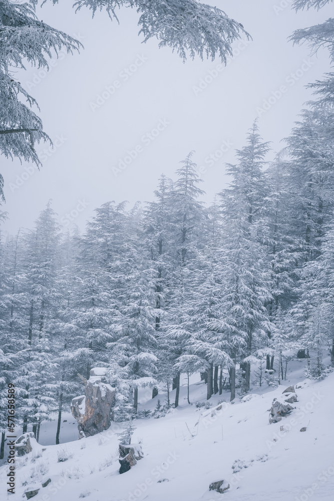 Obraz premium Blue Atlas Cedar Tree (Cedrus Atlantinca) covered by snow in chelia National Park, Algeria