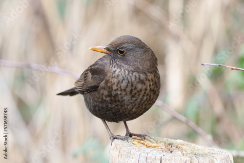 Black bird (Turdus merula) on a post