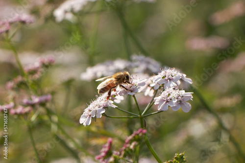 Bee collects pollen for honey. Anise flower field. caraway flower t. Fresh medicinal plant. Seasonal background. Blooming cumin field background on summer sunny day.