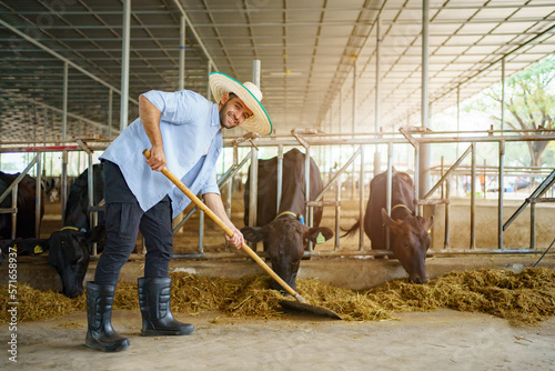 Portrait of Middle East Asian male farming worker feeds a cows with a grass hay in dairy farm. Worker in modern livestock industry and agricultural farming concept.