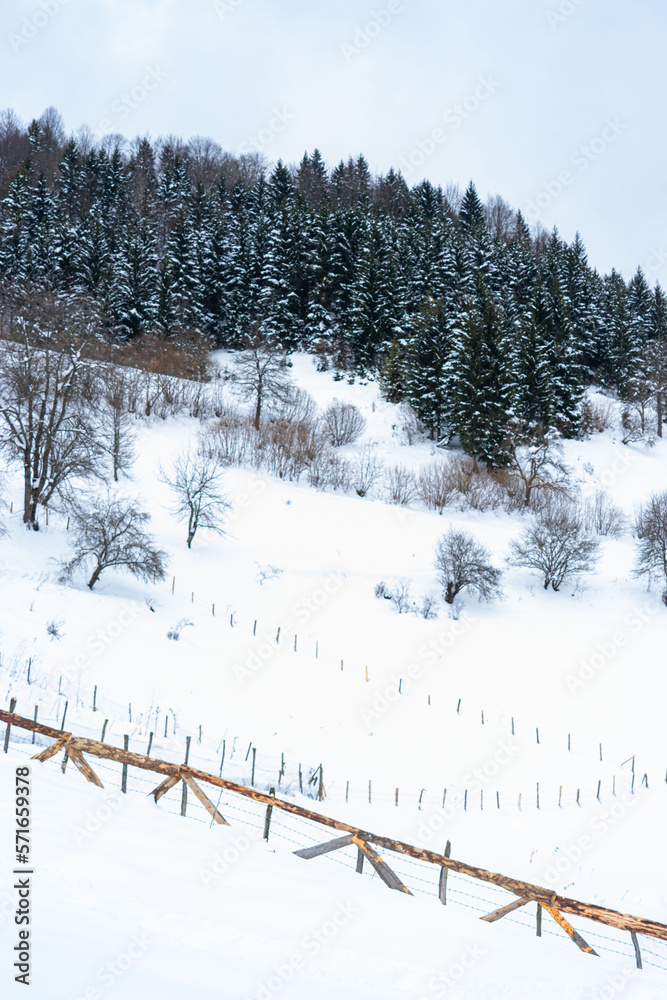 Fototapeta premium Landscape on the cold winter morning. Pine trees in the snowdrifts. Lawn and forests. Snowy background. Nature scenery. Location place Giresun Highlands, Black Sea - Turkey