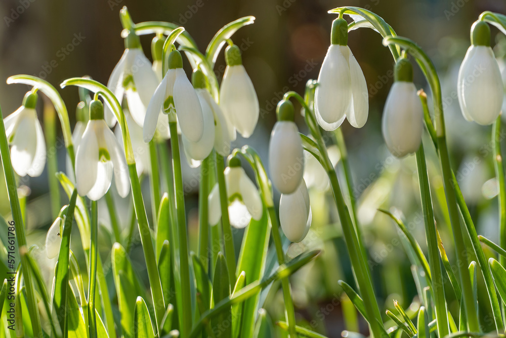 Fototapeta premium Schneeglöckchen