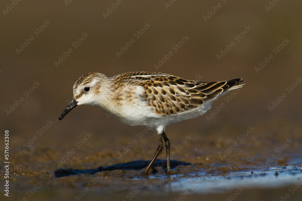 Bird Calidris minuta Little Stint small migratory bird, Poland Europe Bird Calidris minuta Little Stint small migratory bird, Poland Europe