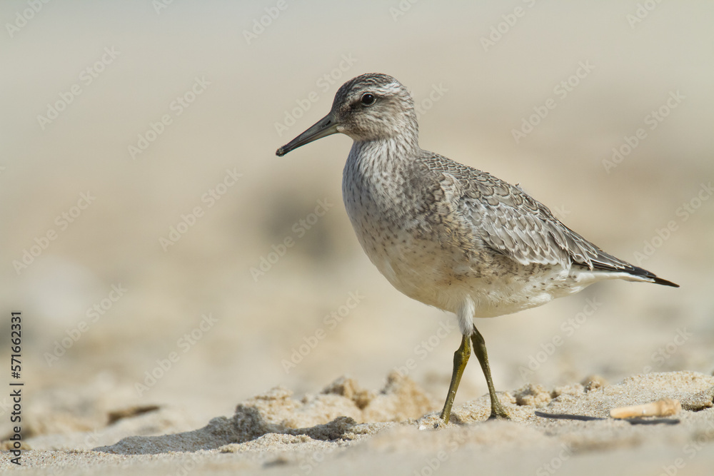 Shorebird - juvenile Calidris canutus, Red Knot on the Baltic Sea shore, migratory bird Poland Europe