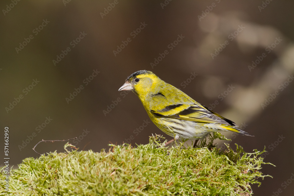 Bird Siskin Carduelis spinus male, small yellow bird, winter time in Poland Europe Bird Siskin Carduelis spinus male, small yellow bird, winter time in Poland Europe