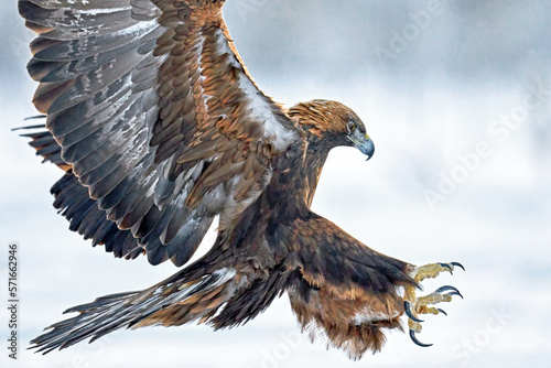 Golden eagle (Aquila chrysaetos)