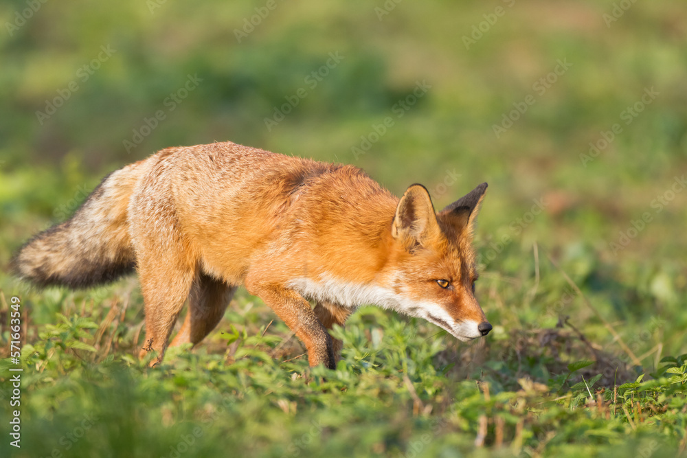 Red Fox Vulpes vulpes in winter scenery, Poland Europe, animal walking among meadow in amazing warm light Red Fox Vulpes vulpes in winter scenery, Poland Europe, animal walking among meadow in amazing warm light