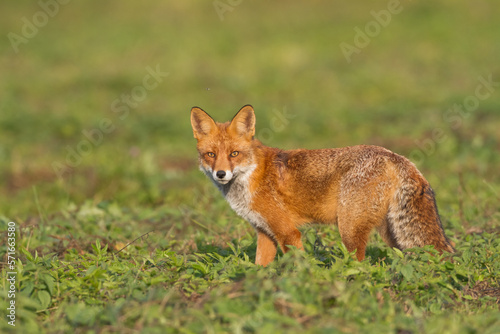 Red Fox Vulpes vulpes in winter scenery  Poland Europe  animal walking among meadow in amazing warm light