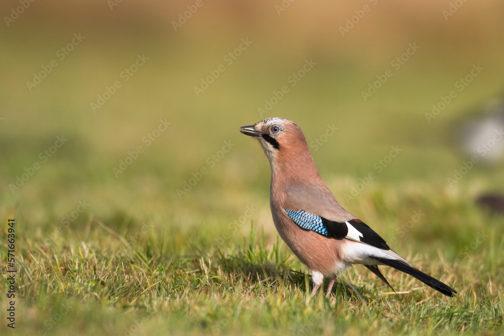 Fototapeta premium Bird Eurasian Jay Garrulus glandarius sitting on the branch Poland, Europe
