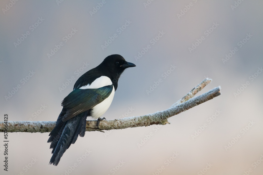 Fototapeta premium The Eurasian Magpie or Common Magpie or Pica pica on the branch with colorful background, winter time