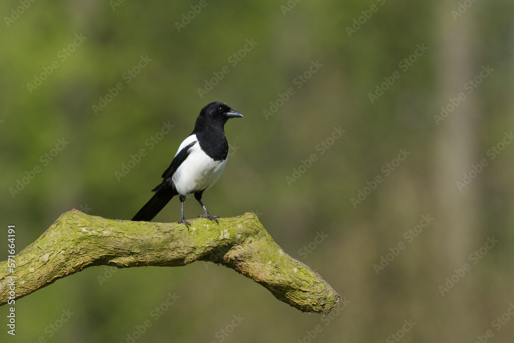 The Eurasian Magpie or Common Magpie or Pica pica on the branch with colorful background, winter time The Eurasian Magpie or Common Magpie or Pica pica on the branch with colorful background, winter time