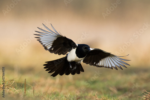 The Eurasian Magpie or Common Magpie or Pica pica on the branch with colorful background, winter time © Marcin Perkowski