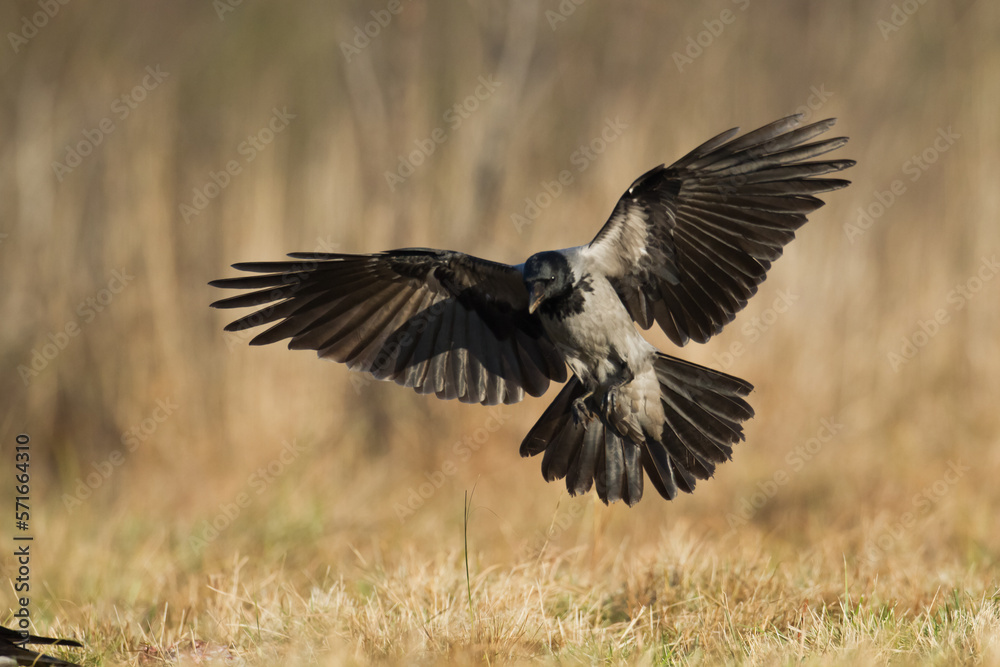 Obraz premium Bird - Hooded crow Corvus cornix in amazing blurred background Poland Europe