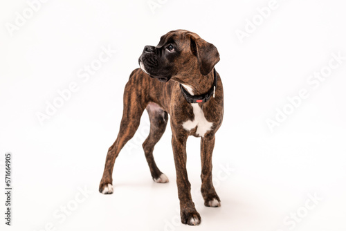 A 4 month old pedigree tan boxer dog puppy isolated on a white background