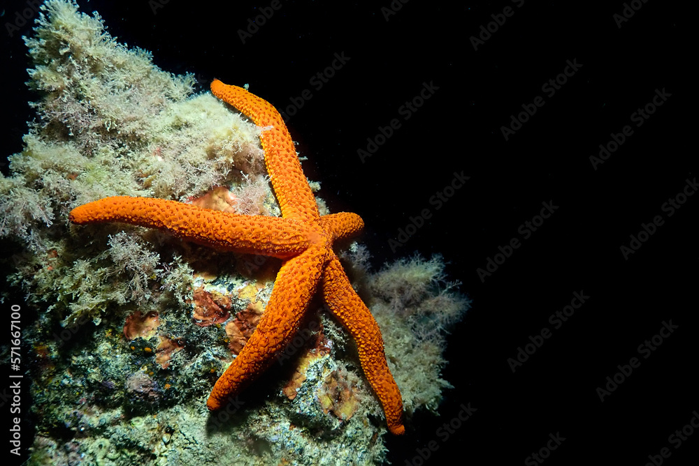 Echinaster sepositus sobre roca en el mar Mediterráneo Echinaster sepositus sobre roca en el mar Mediterráneo