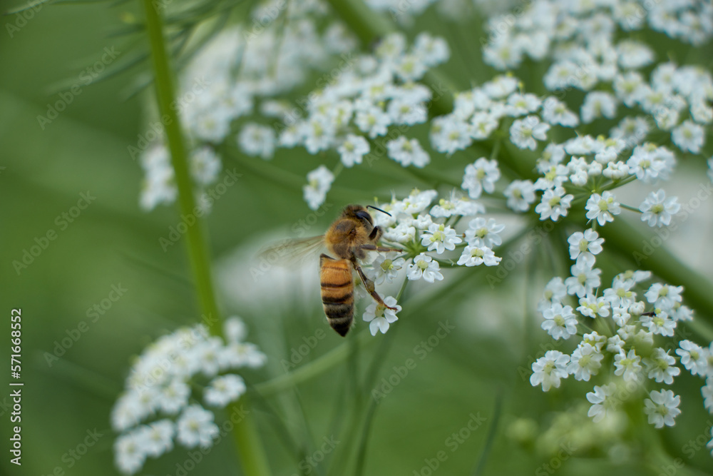 Bee collects pollen for honey. Anise flower field. caraway flower t. Fresh medicinal plant. Seasonal background. Blooming cumin field background on summer sunny day. Bee collects pollen for honey. Anise flower field. caraway flower t. Fresh medicinal plant. Seasonal background. Blooming cumin field background on summer sunny day.