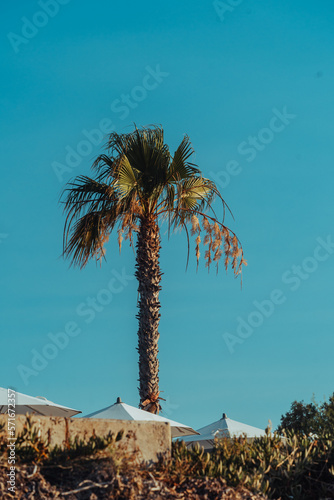 Fototapeta Naklejka Na Ścianę i Meble -  Palma na plaży na Wyspie Kos.