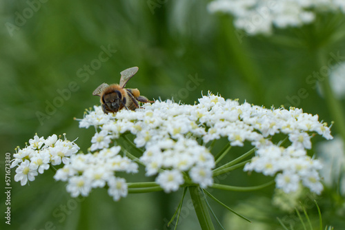 Bee collects pollen for honey. Anise flower field. caraway flower t. Fresh medicinal plant. Seasonal background. Blooming cumin field background on summer sunny day. © Mostafa Eissa