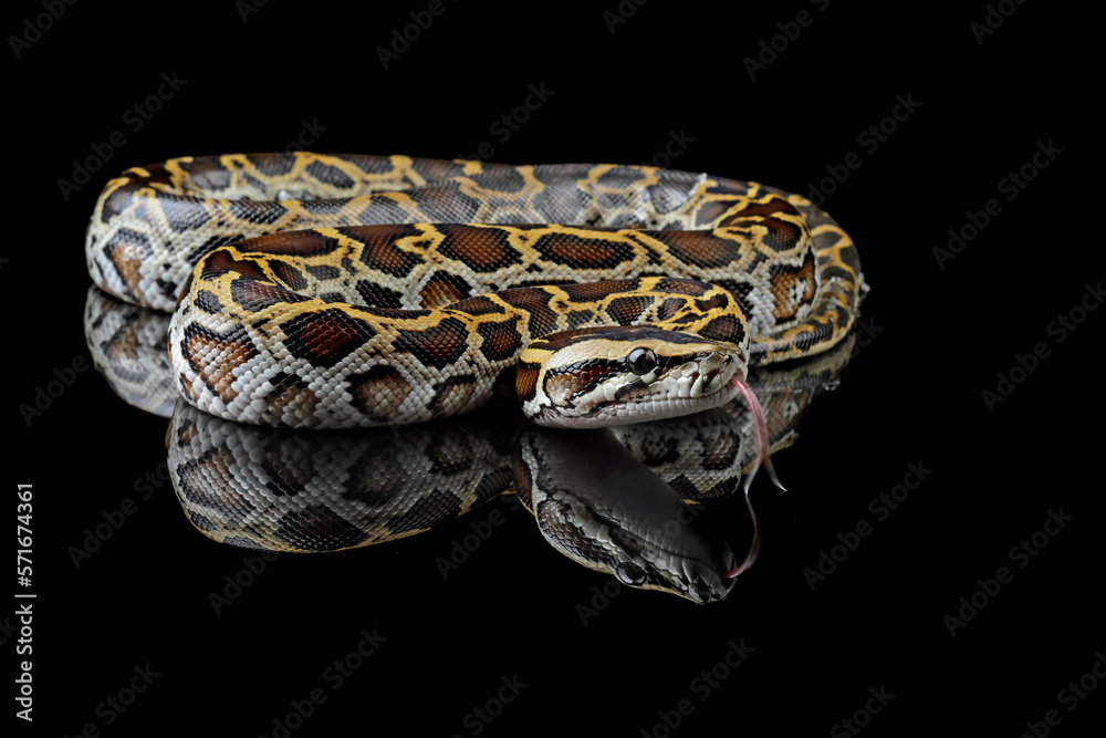 Fototapeta premium Python molurus bivittatus isolated on black background, Burmese python snake, non-venomous snake