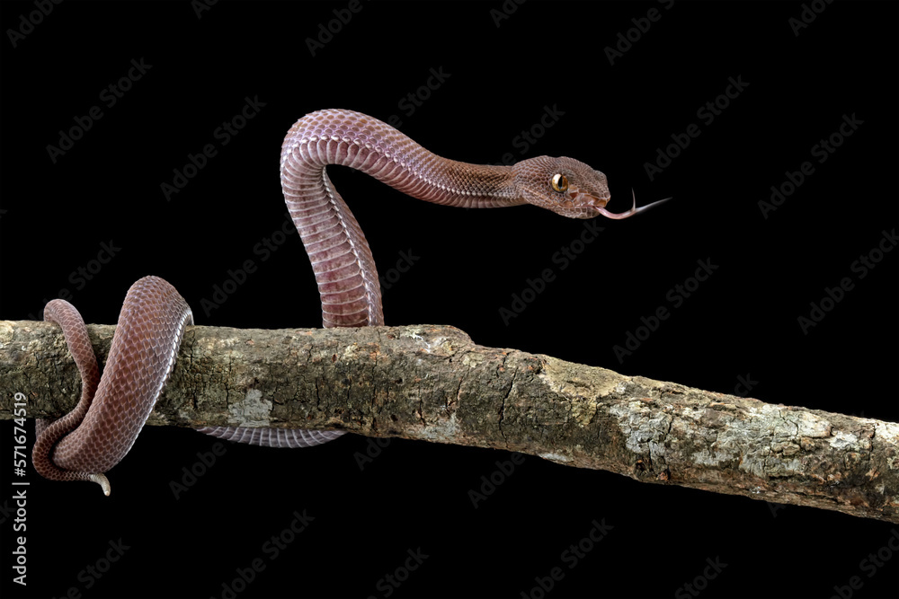 Baby viper snake on branch with black background, trimeresurus purpureomaculatus viperidae