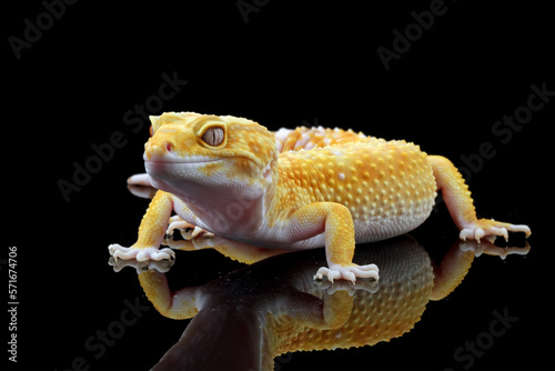 Fat-tailed geckos isolated on black background, cute lizards that are easy to care for, eublepharis macularius