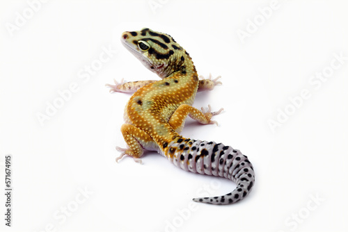 Fat-tailed geckos isolated on white background, cute lizards that are easy to care for, eublepharis macularius