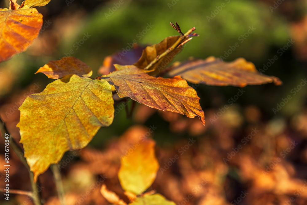 Feuilles de hêtre à l' automne dans le massif des Bauges , Alpes , france