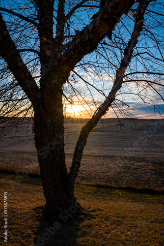 Spring Tree in front of Field