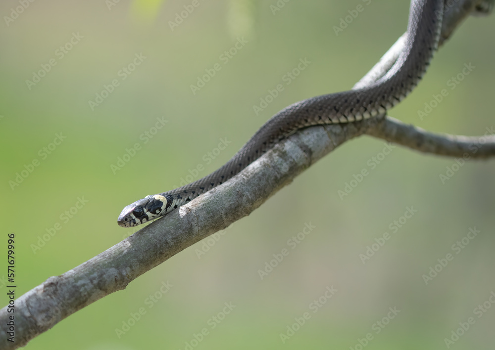 Fototapeta premium A grass snake (Natrix natrix) climbing a willow tree branch
