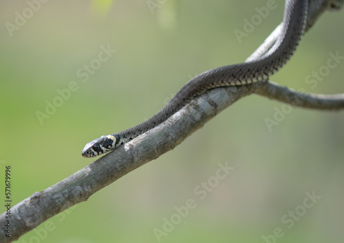 A grass snake (Natrix natrix) climbing a willow tree branch