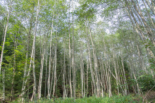 Grey alder riparian habitat. Riparian forest. Grey alder (Alnus incana ) forest.