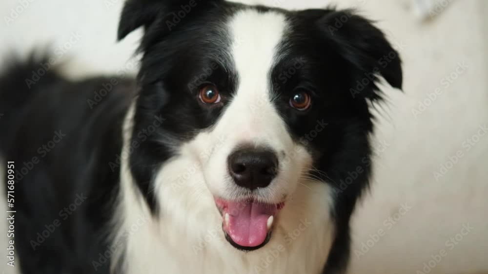 Funny emotional dog. Portrait of cute smiling puppy dog border collie at home indoor. Cute dog with funny face. Pet animal life concept. Love for pets friendship companion Funny emotional dog. Portrait of cute smiling puppy dog border collie at home indoor. Cute dog with funny face. Pet animal life concept. Love for pets friendship companion