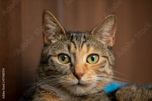 A very close-up view of a cat's mouth. It looks straight into the camera.