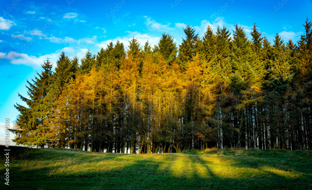 The morning Sun lights up copice, Gleniffer Braes Country Park, Paisley, Renfrewshire, Scotland UK The morning Sun lights up copice, Gleniffer Braes Country Park, Paisley, Renfrewshire, Scotland UK