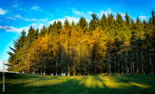 The morning Sun lights up copice, Gleniffer Braes Country Park, Paisley, Renfrewshire, Scotland UK