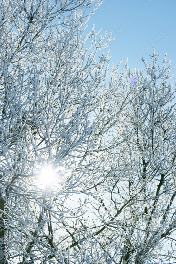 Snow-covered tree in the Pyrenees