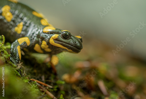 A fire salamander on the ground in the forest. Salamander (Salamandra salamandra) portrait.