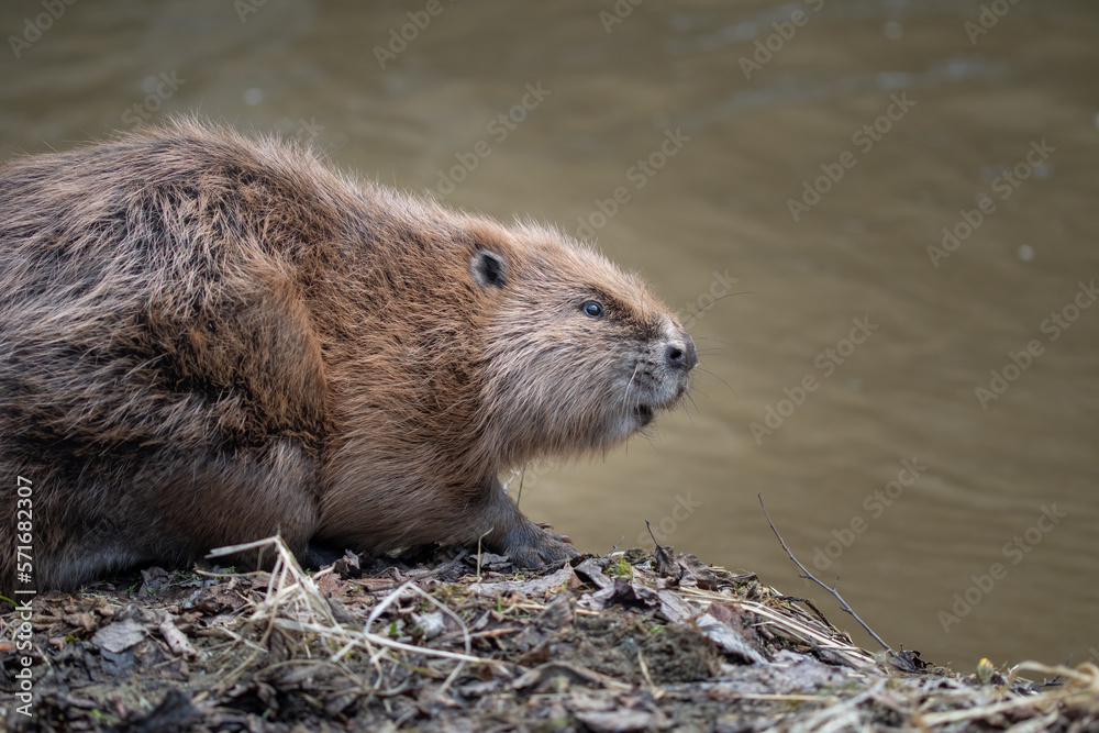 A portrait of an eurasian beaver on the edge of a river. Castor fiber portrait. A portrait of an eurasian beaver on the edge of a river. Castor fiber portrait.